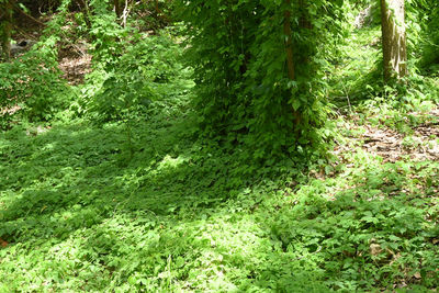 High angle view of trees growing on field