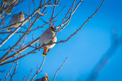 Low angle view of bird perching on branch against blue sky