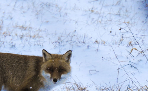 Portrait of a cat on snow