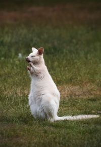 Cat looking away on field