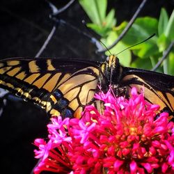 Close-up of butterfly pollinating on pink flower