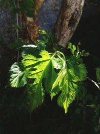 Close-up of fresh green plant