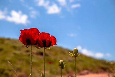 Close-up of red poppy flower against sky