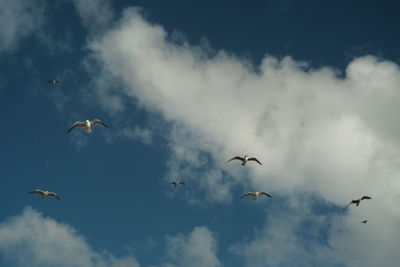 Low angle view of birds flying in sky