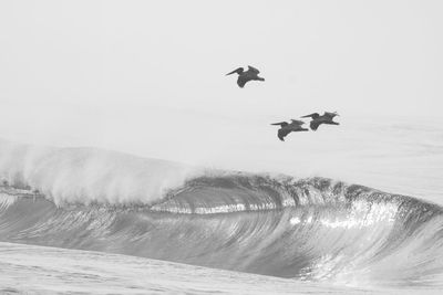 Bird flying over sea against clear sky