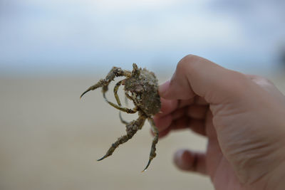 Close-up of hand holding crab against sky