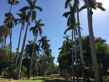 Low angle view of palm trees against clear blue sky