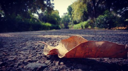 Close-up of autumn leaves
