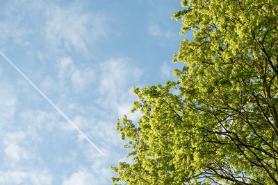 Low angle view of tree against sky