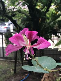Close-up of pink flower