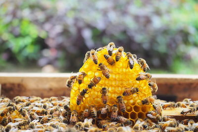 Close-up of bee on honeycomb