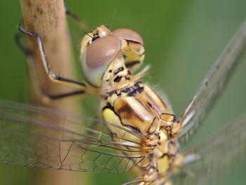 Dragonfly in the surroundings of almansa, spain