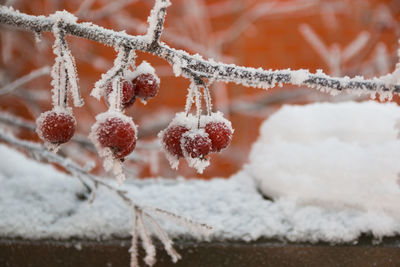 Close-up of berries on tree during winter