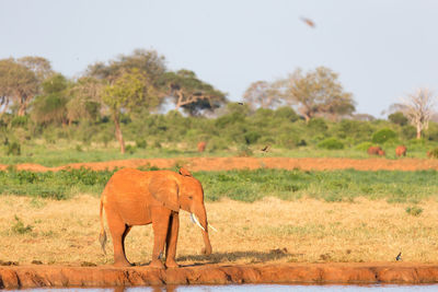 Elephant in a field