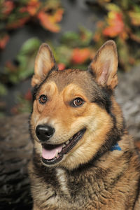 Close-up portrait of a dog