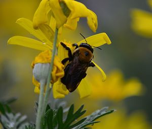 Close-up of bee on yellow flower