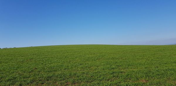 Scenic view of field against clear sky