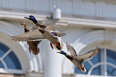 Low angle view of bird flying against building