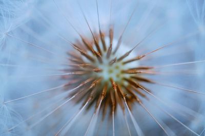 Extreme close-up of dandelion seed