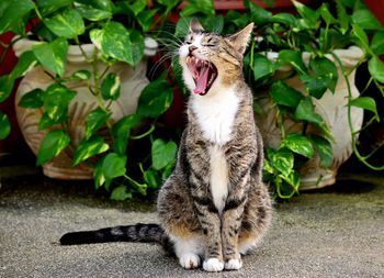 Cat yawning