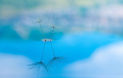 Close-up of dandelion against blue sky
