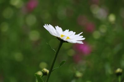 Close-up of white flowering plant