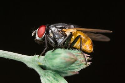 Close-up of fly over black background