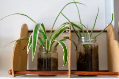 Houseplant, chlorophytum comosum or spider plants in a clear transparent jar.