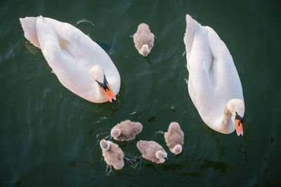 High angle view of swans swimming in lake