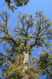 Low angle view of tree against sky