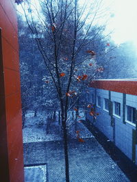 View of bare tree in winter