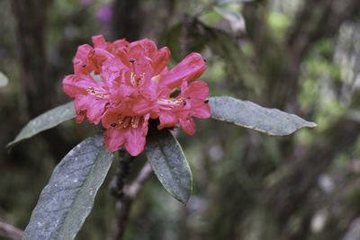 Close-up of wet pink flower