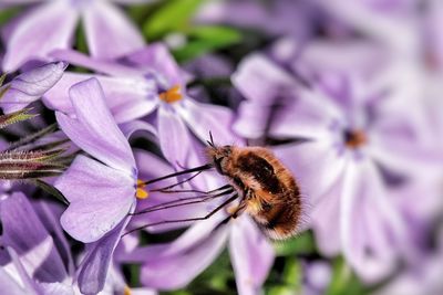 Close-up of insect on purple flower