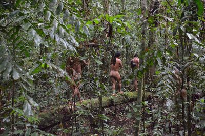 Monkey on tree in forest