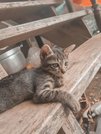 High angle portrait of a cat