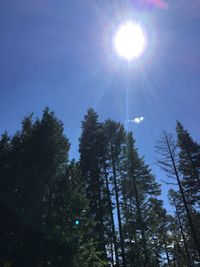 Low angle view of sun shining through trees against blue sky