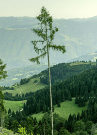 Fir trees limed by the fury of the wind of the storm vaia. cima campo, belluno, veneto, italy