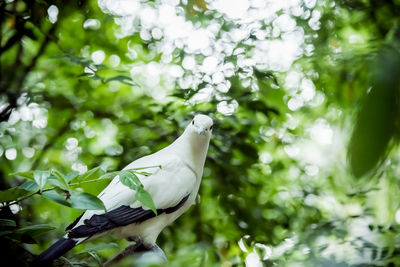 Low angle view of bird perching on tree