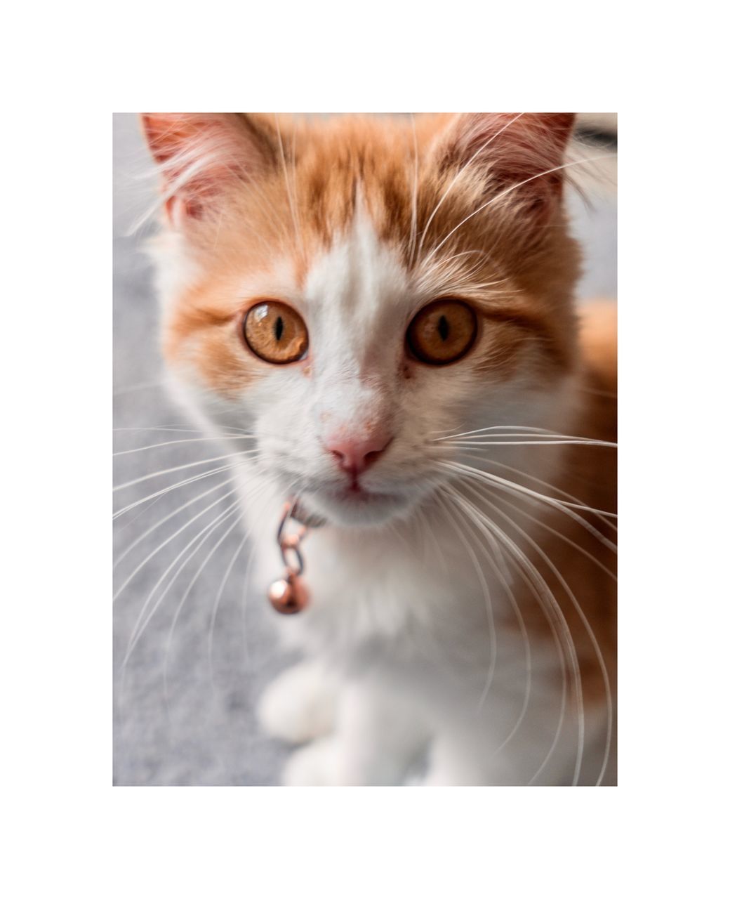 CLOSE-UP PORTRAIT OF CAT BY WHITE