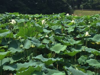 Close-up of water lily in pond