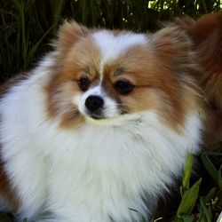 Portrait of dog on field