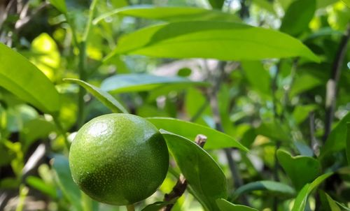 Close-up of fruits on tree