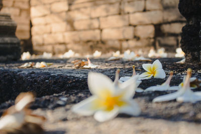 Close-up of yellow flowering plant