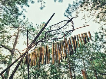 Low angle view of bamboo trees in forest