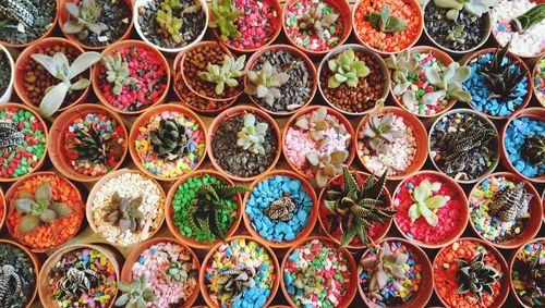 Full frame shot of succulent plants for sale in market