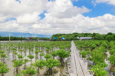 Mangrove farm in kampot