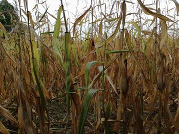 Close-up of plants growing in field