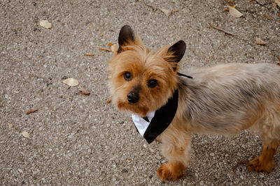 High angle view of dog on street