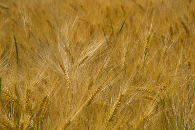 Close-up of wheat field