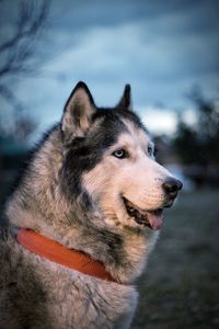 Close-up of dog looking away